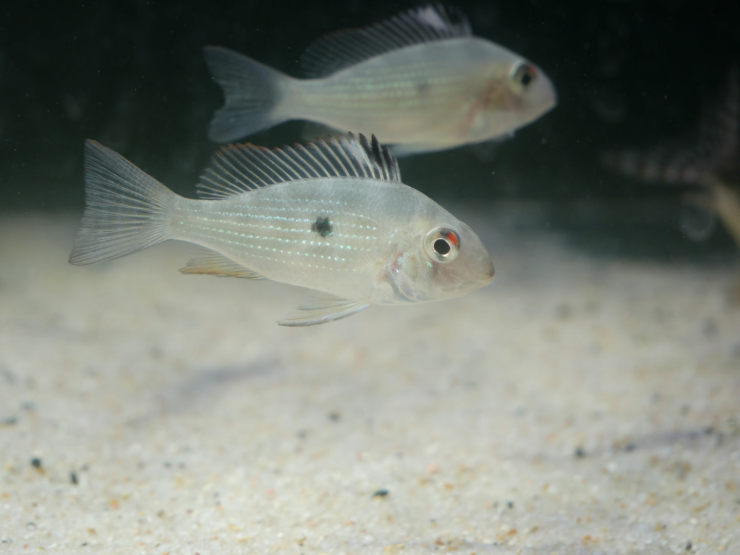 Threadfin Acara - MoonlightAquatics