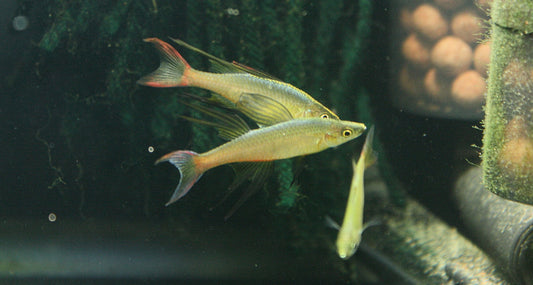 Threadfin Rainbow (Iriatherina werneri) - MoonlightAquatics