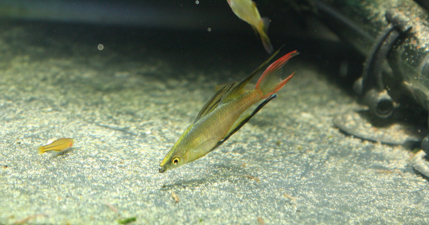 Threadfin Rainbow (Iriatherina werneri) - MoonlightAquatics