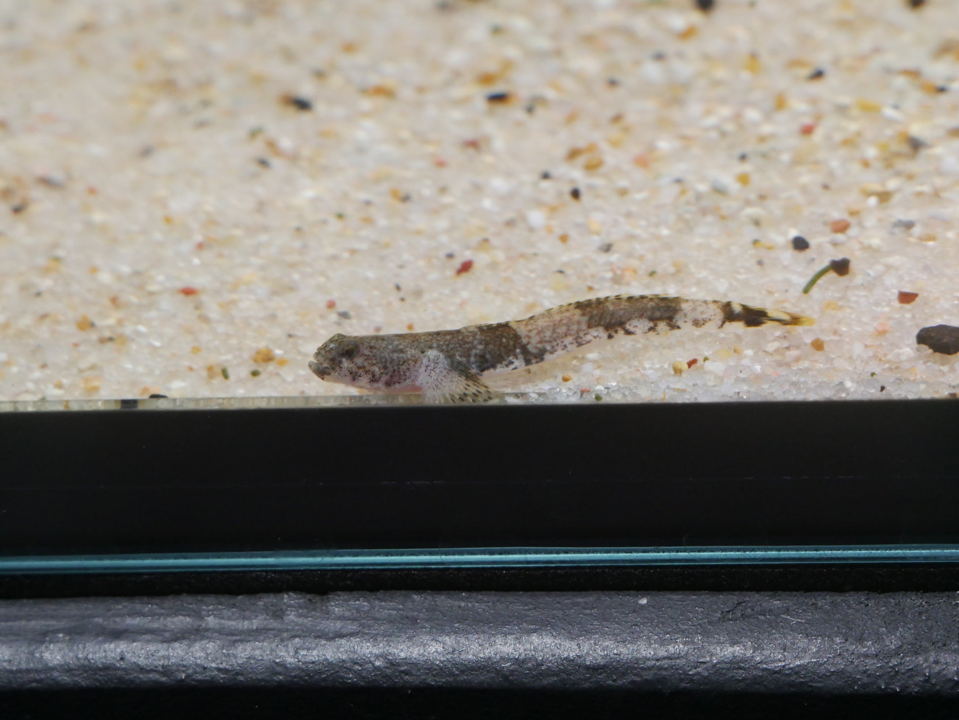 Tiger Goby (Schismatogobius ampluvinculus) - MoonlightAquatics