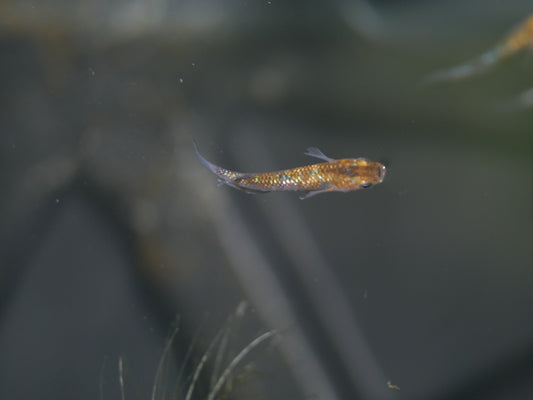 Tri Color Lame Medaka Rice Fish - MoonlightAquatics