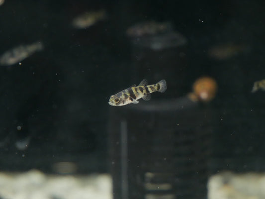 True Freshwater Bumblebee Goby - MoonlightAquatics