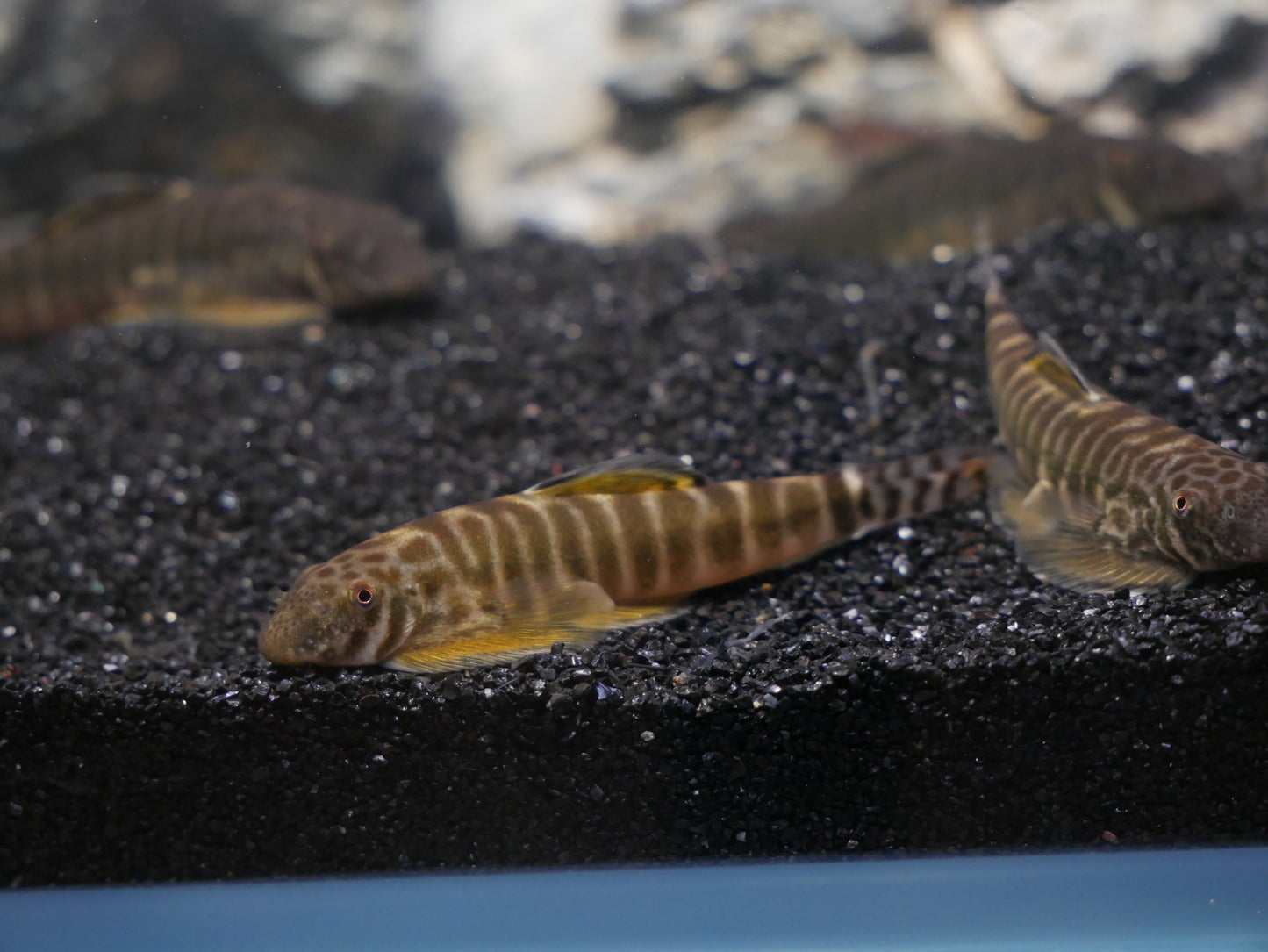 Yellow Fin Hillstream (Pseudogastromyzon changtingensis) - MoonlightAquatics
