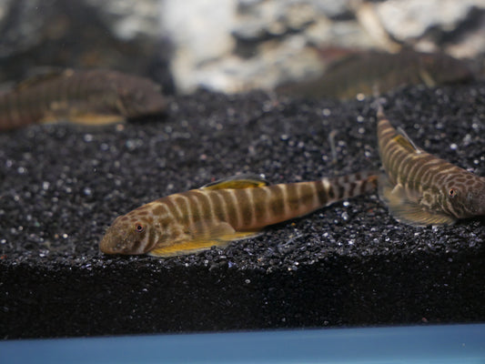 Yellow Fin Hillstream (Pseudogastromyzon changtingensis) - MoonlightAquatics