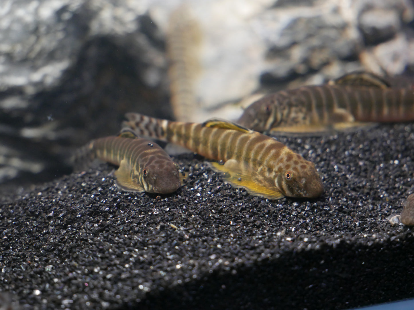 Yellow Fin Hillstream (Pseudogastromyzon changtingensis) - MoonlightAquatics