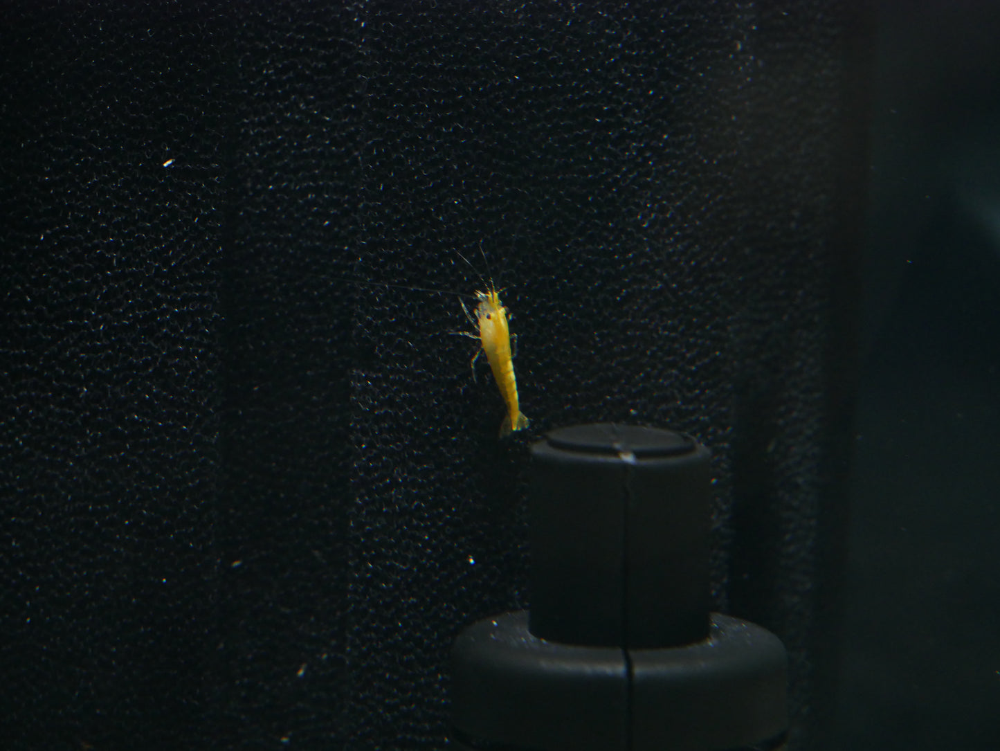 Yellow Goldenback Neo Shrimp - MoonlightAquatics