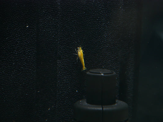 Yellow Goldenback Neo Shrimp - MoonlightAquatics