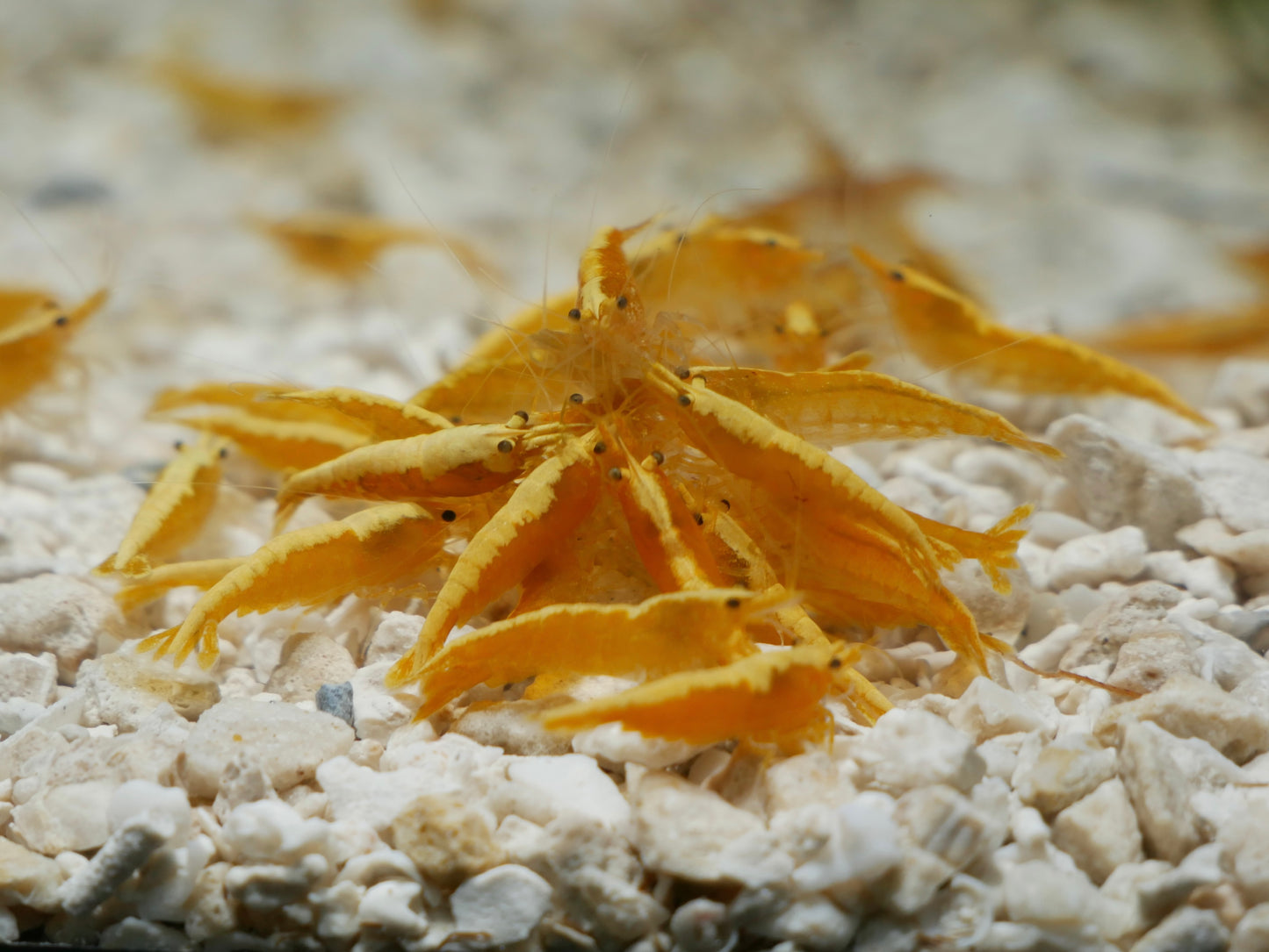 Yellow Goldenback Neo Shrimp - MoonlightAquatics