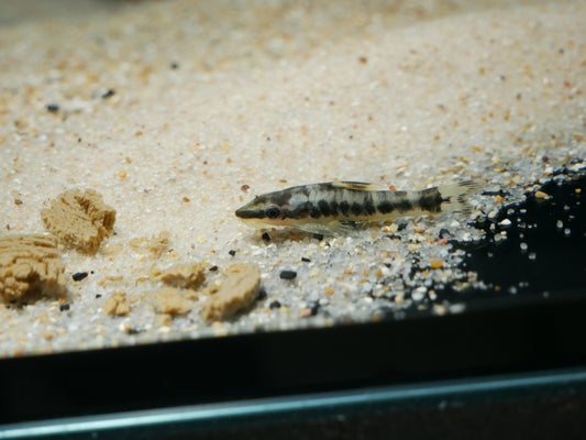 Zebra Otocinclus (Otocinclus cocama) - MoonlightAquatics