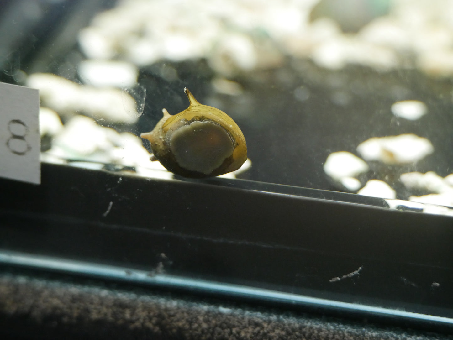 Zebra Thorn Nerite Snail Tricolor (Clithorn sowerbyana) - MoonlightAquatics