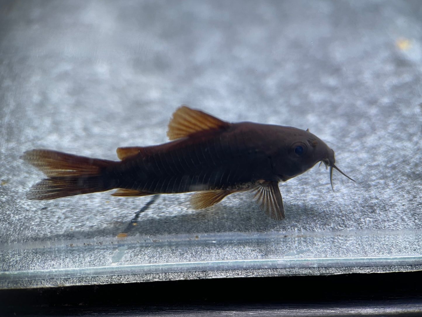Black Venezuela Corydoras (Corydoras schultzei) - MoonlightAquatics