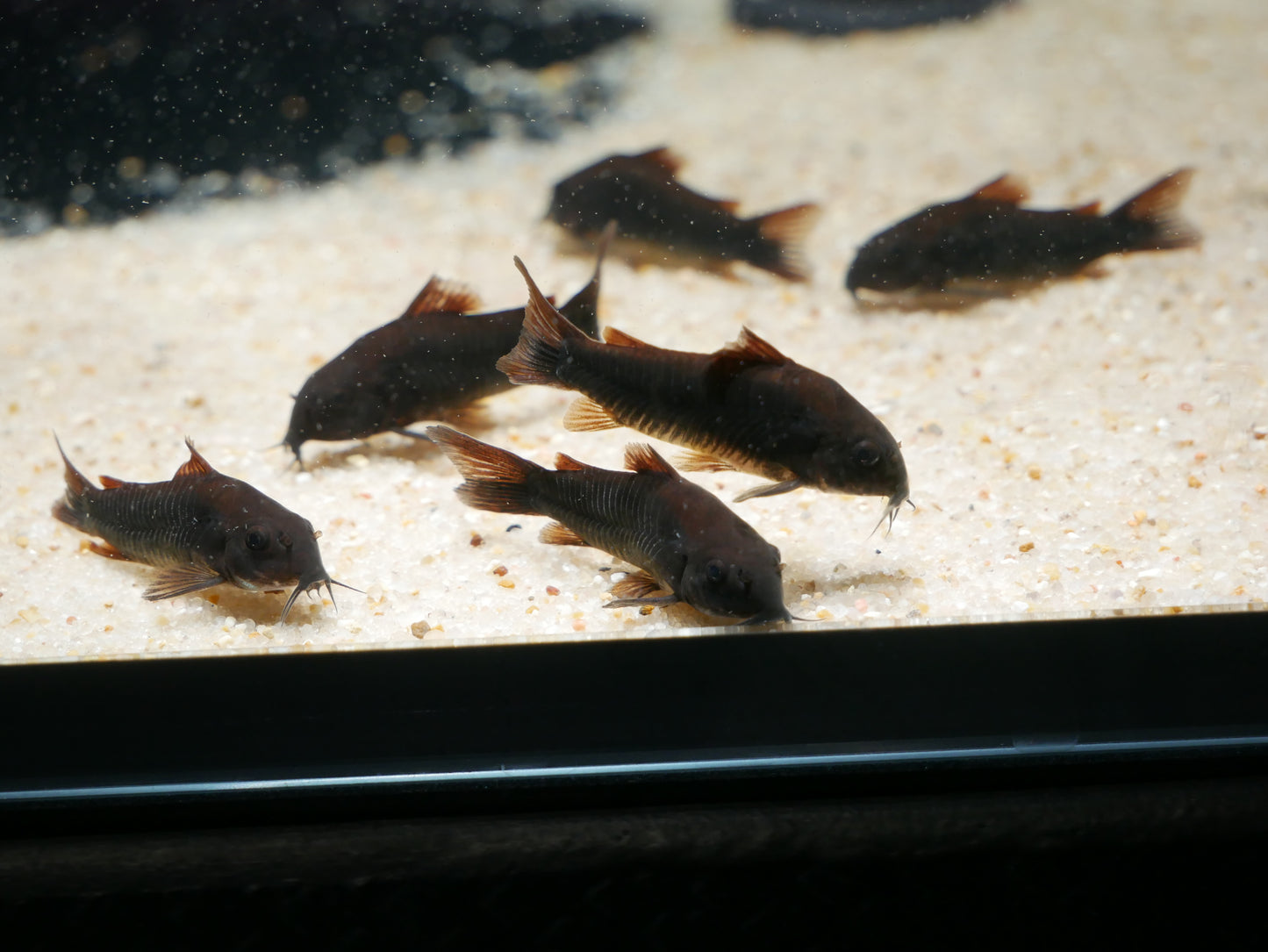 Black Venezuela Corydoras (Corydoras schultzei) - MoonlightAquatics