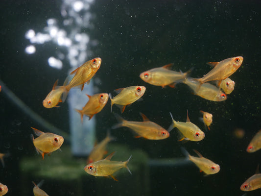 Lemon Orange Bolivian - MoonlightAquatics