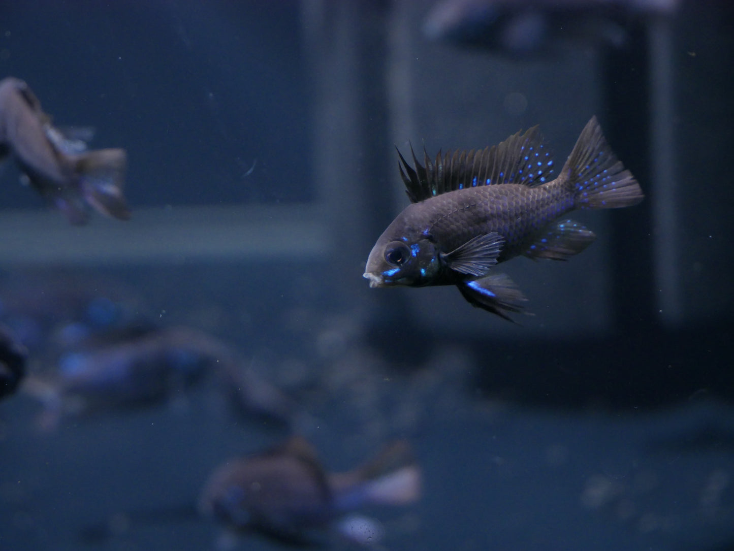 Midnight Ram - MoonlightAquatics