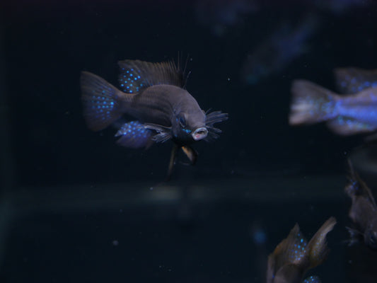 Midnight Ram - MoonlightAquatics