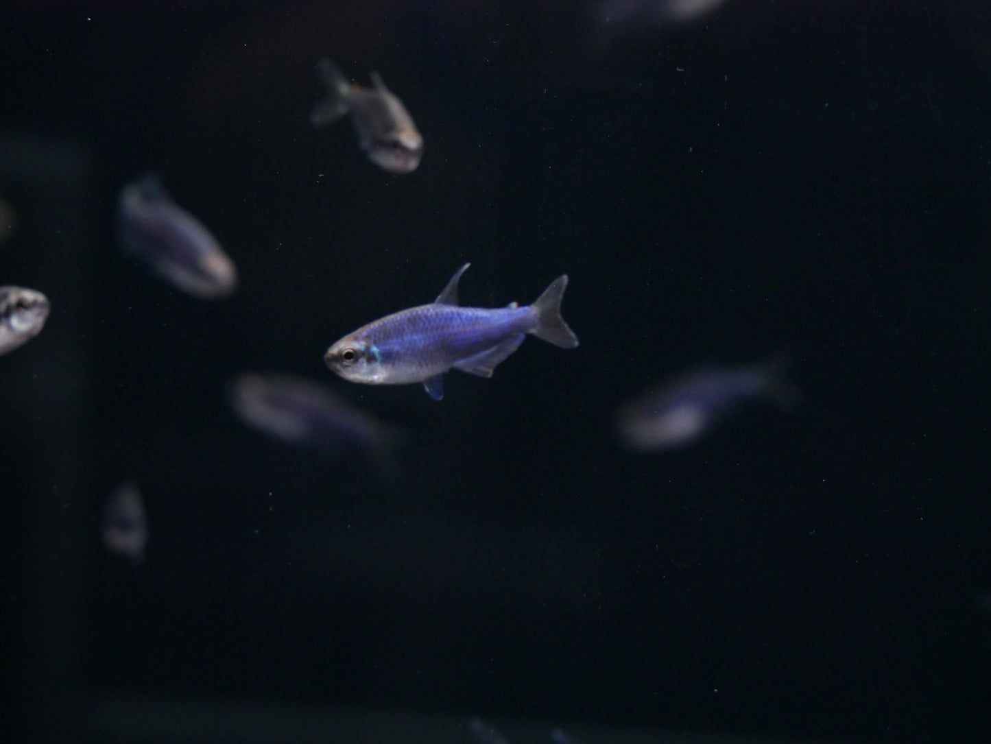 Super Blue Emperor Tetra - MoonlightAquatics