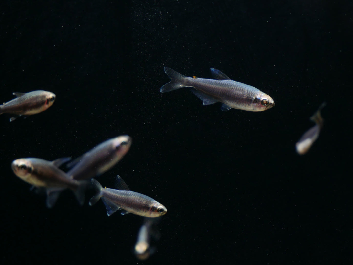 Super Blue Emperor Tetra - MoonlightAquatics