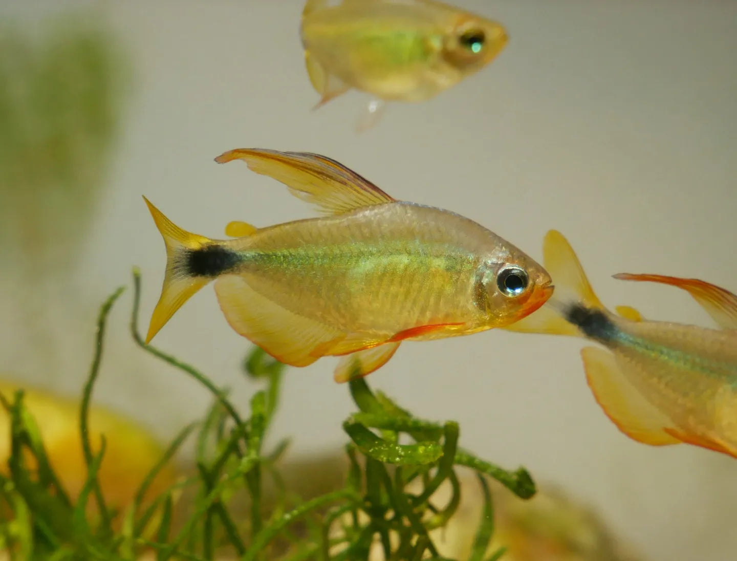 Hyphessobrycon Procyon Tetra - MoonlightAquatics