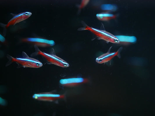 Cardinal Tetra (Paracheirodon axelrodi) - MoonlightAquatics