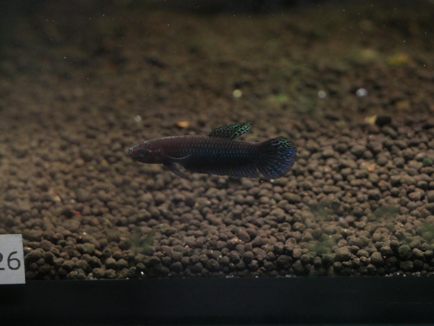 Betta Hendra Palangkaraya - MoonlightAquatics