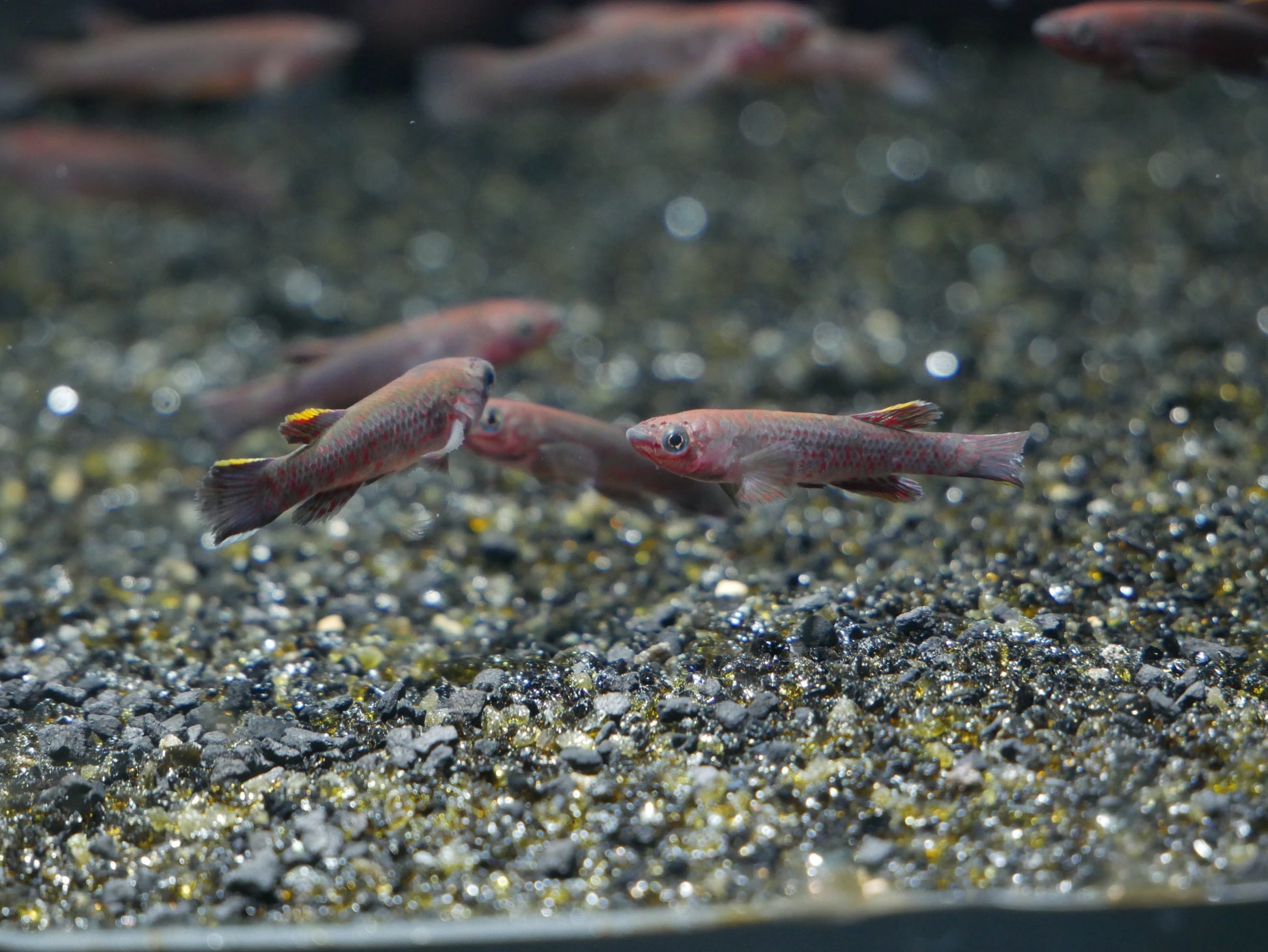 Blue Gardneri Killifish - MoonlightAquatics
