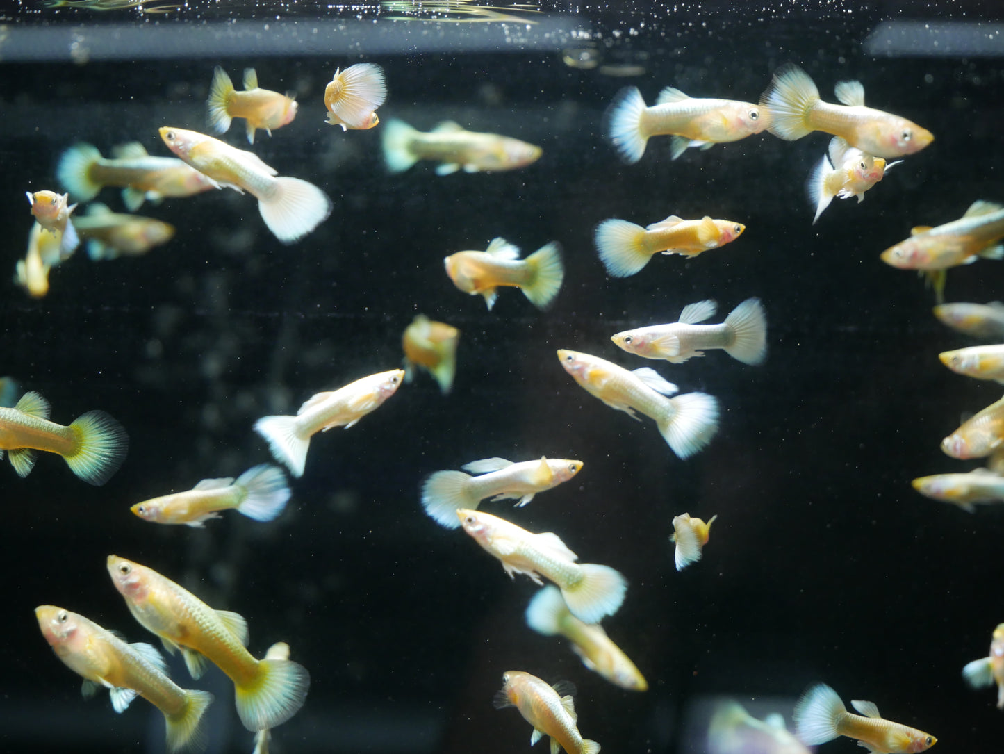 Full Gold Guppy - MoonlightAquatics