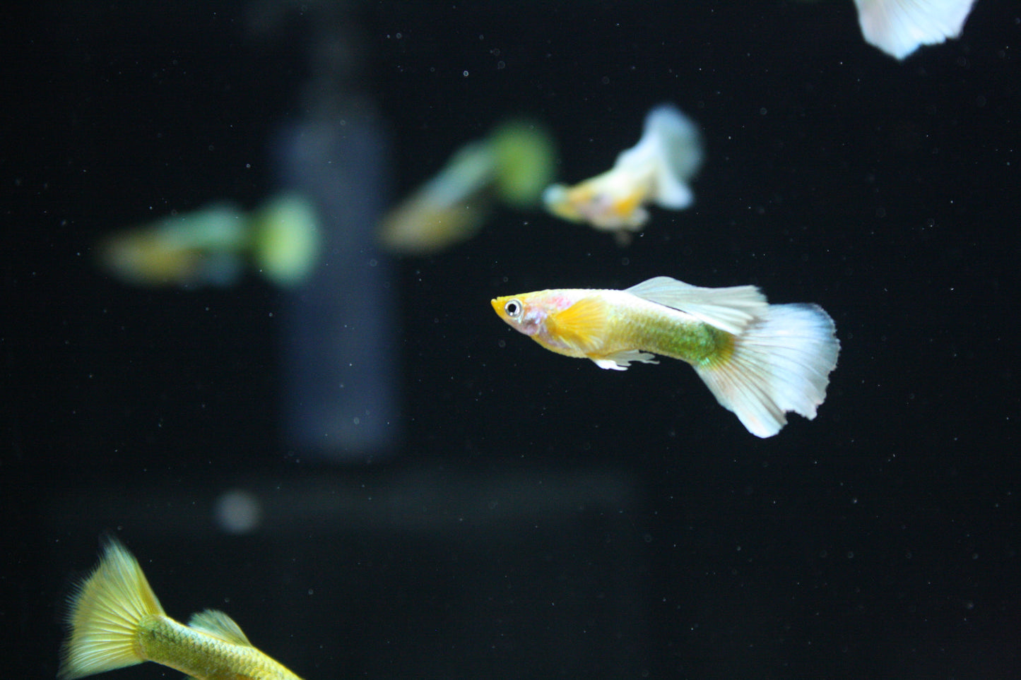 Full Gold Guppy - MoonlightAquatics