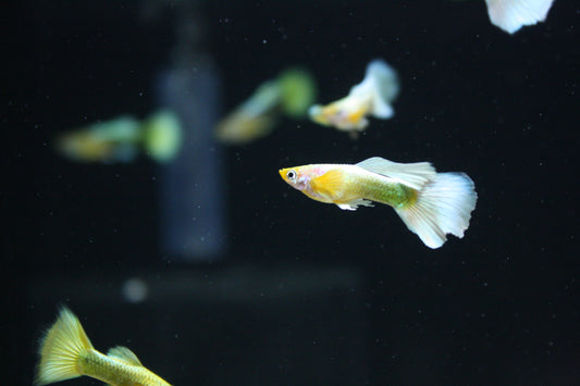 Full Gold Guppy - MoonlightAquatics