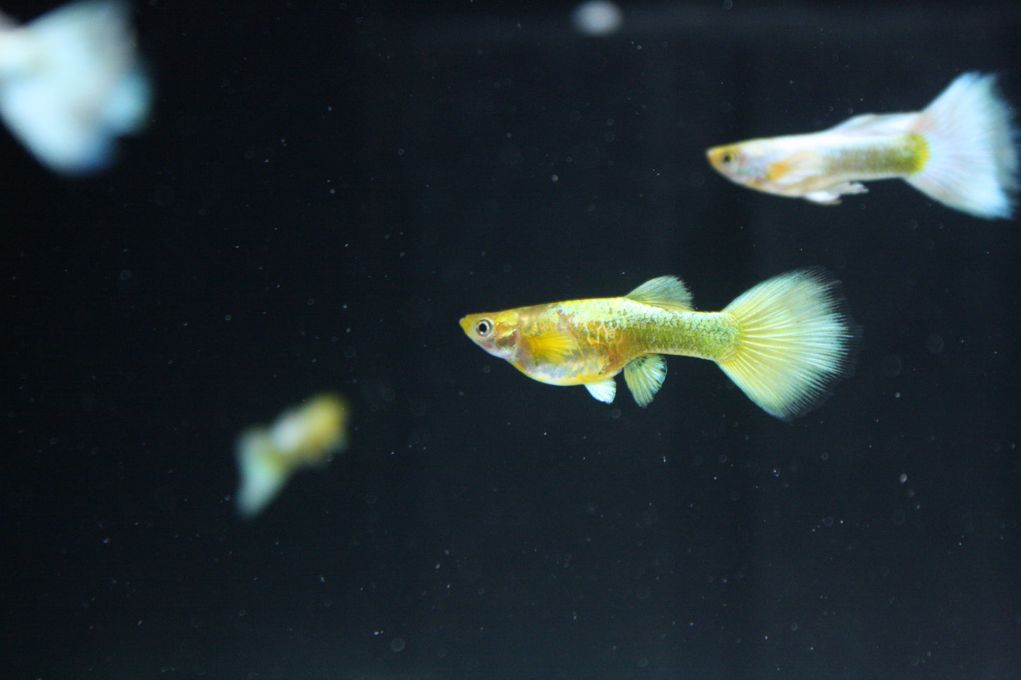 Full Gold Guppy - MoonlightAquatics