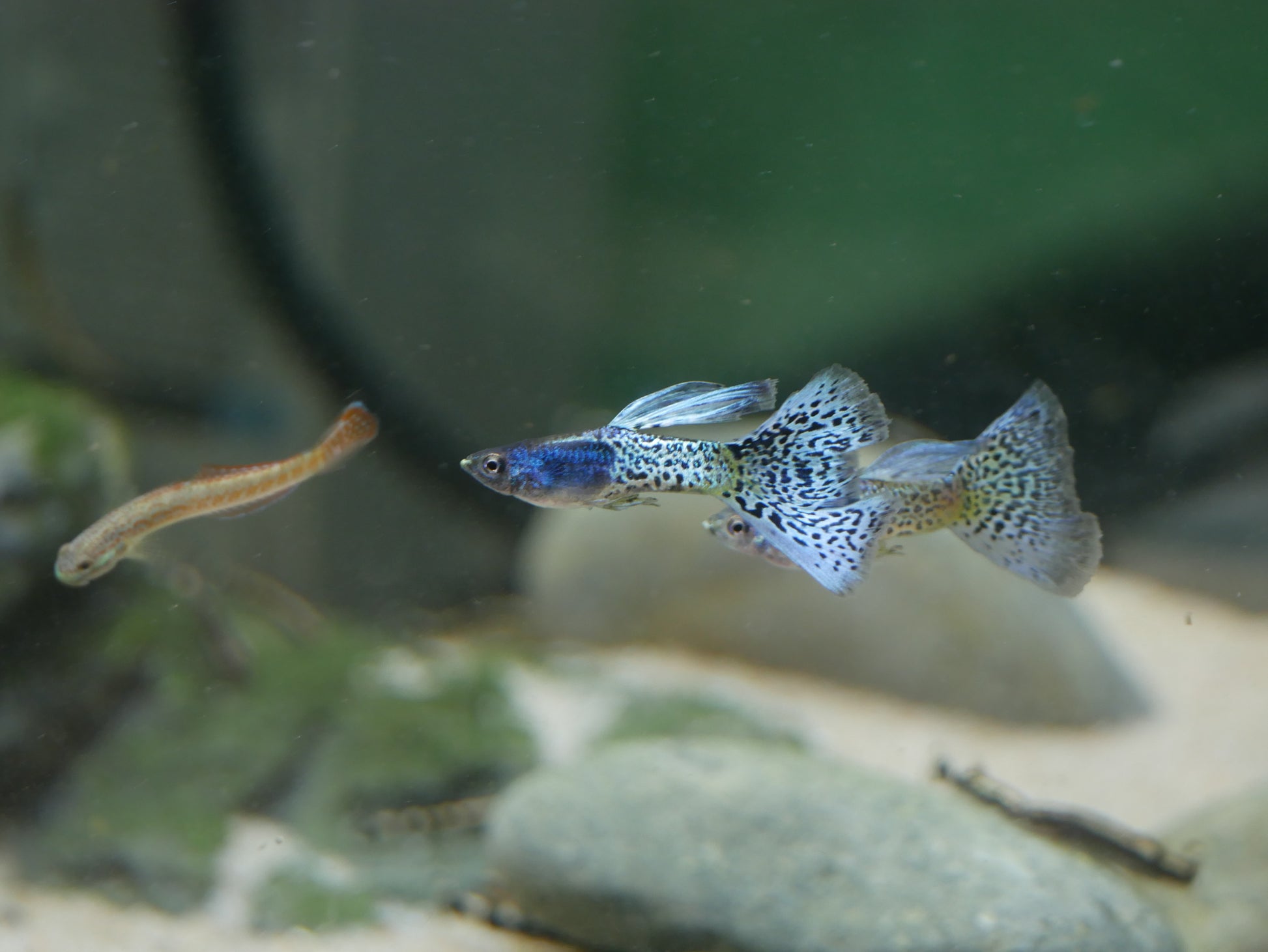 Japanese Blue Grass Guppy - MoonlightAquatics
