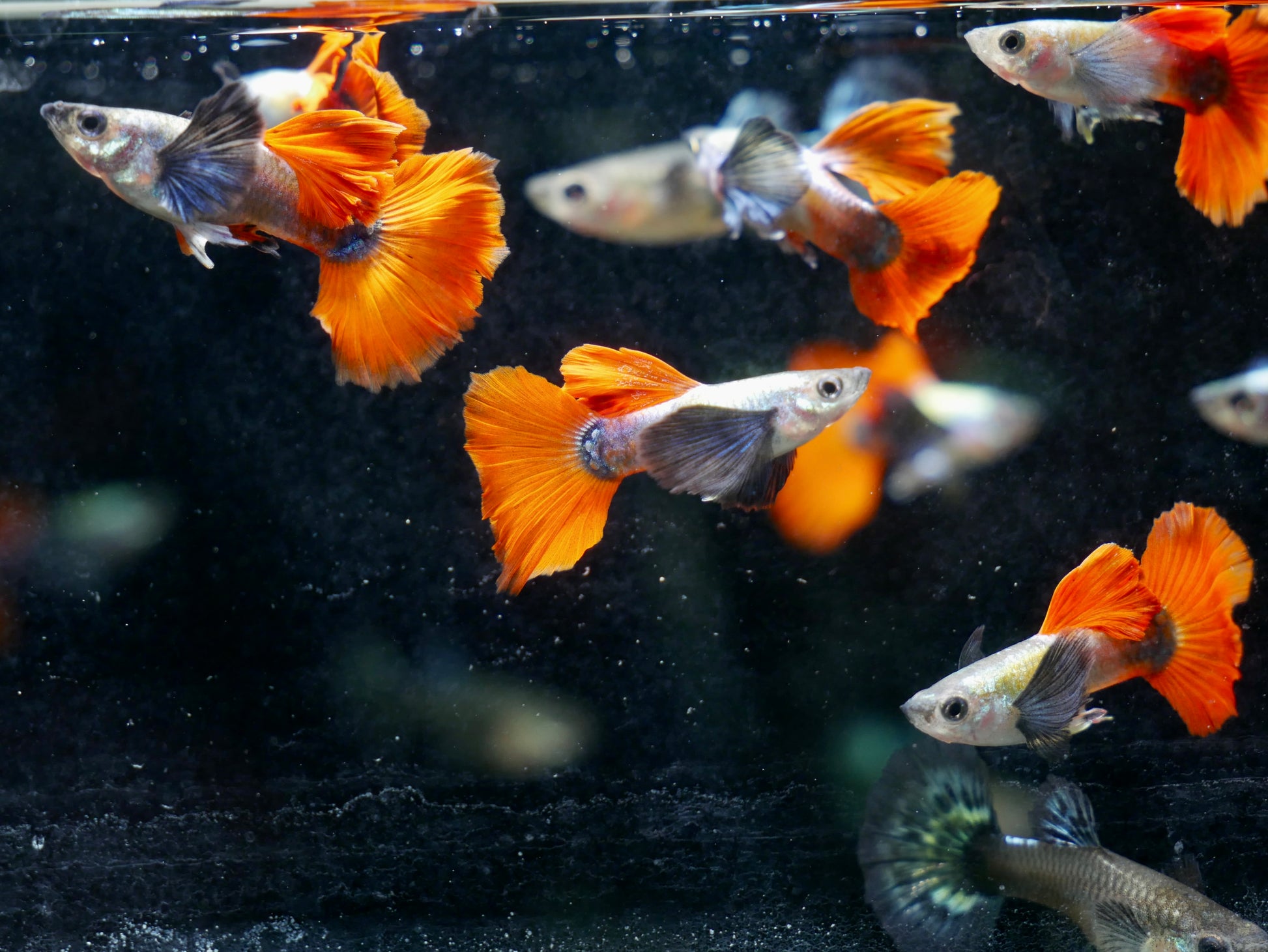 Platinum Dumbo Ear Red Tail Guppy - MoonlightAquatics