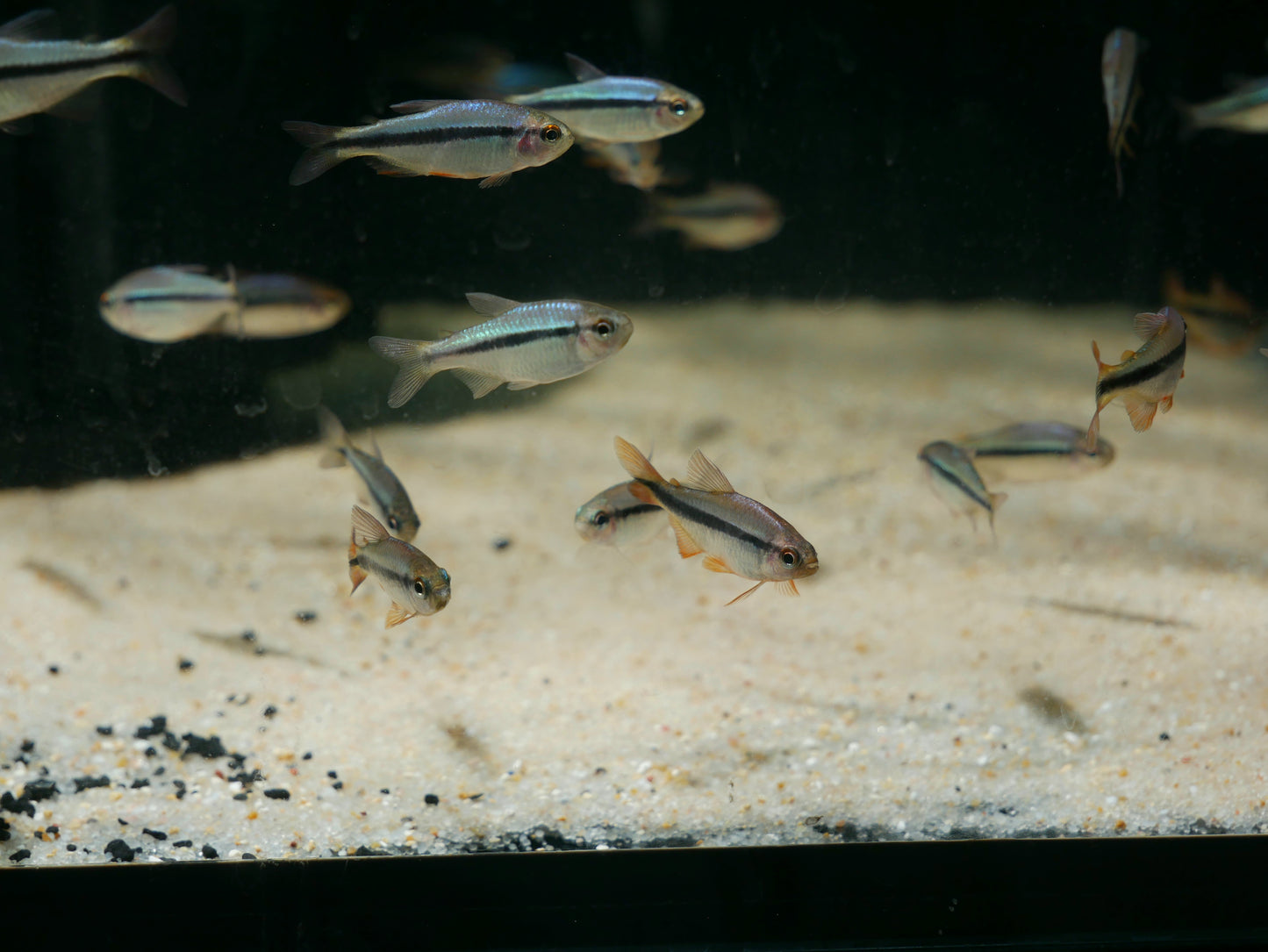Imperal Lapis Tetra - MoonlightAquatics