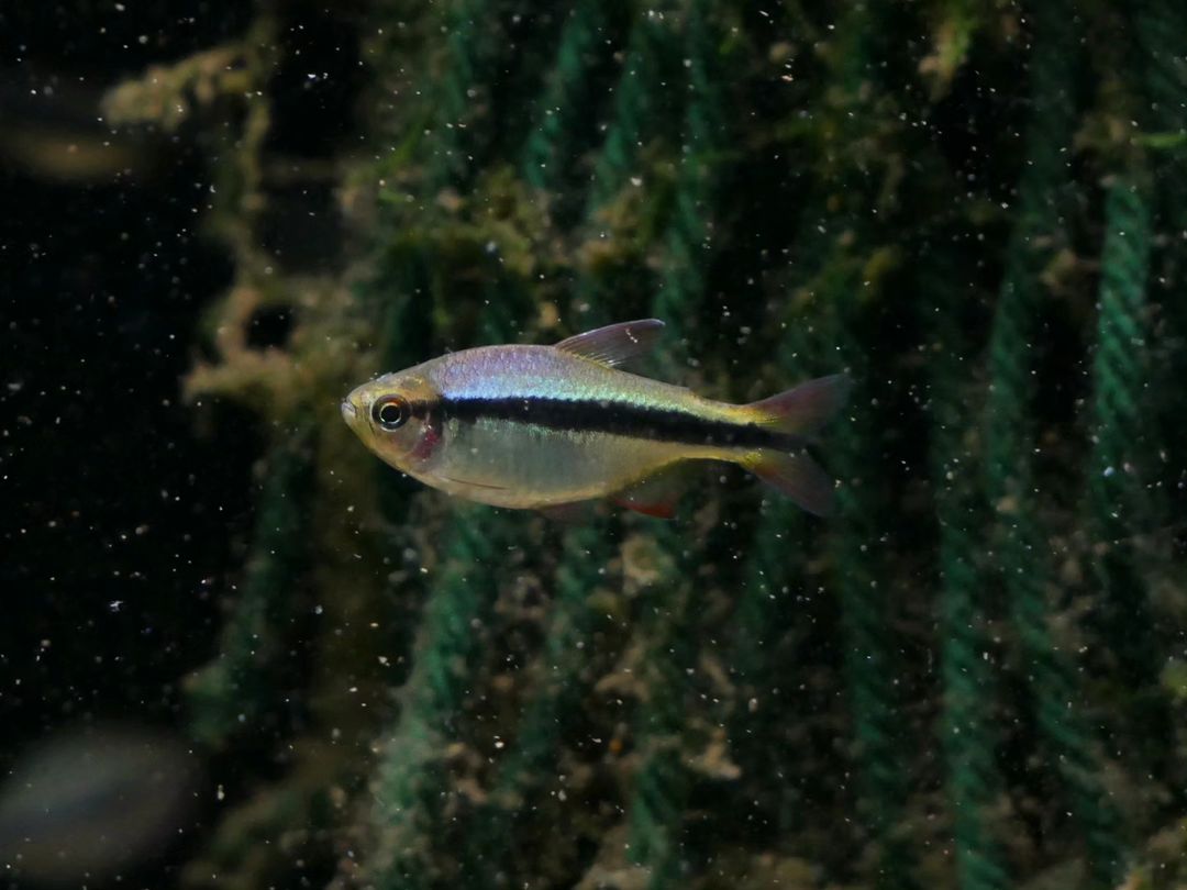 Imperal Lapis Tetra - MoonlightAquatics