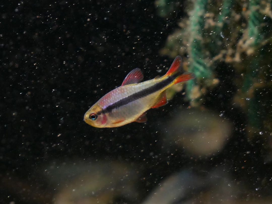 Imperal Lapis Tetra - MoonlightAquatics