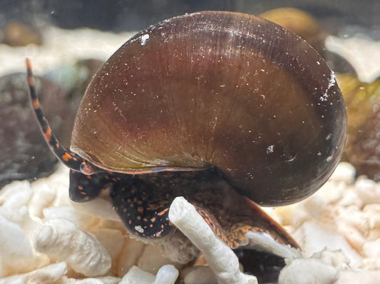 Blueberry Snail (Viviparus sp.) - MoonlightAquatics