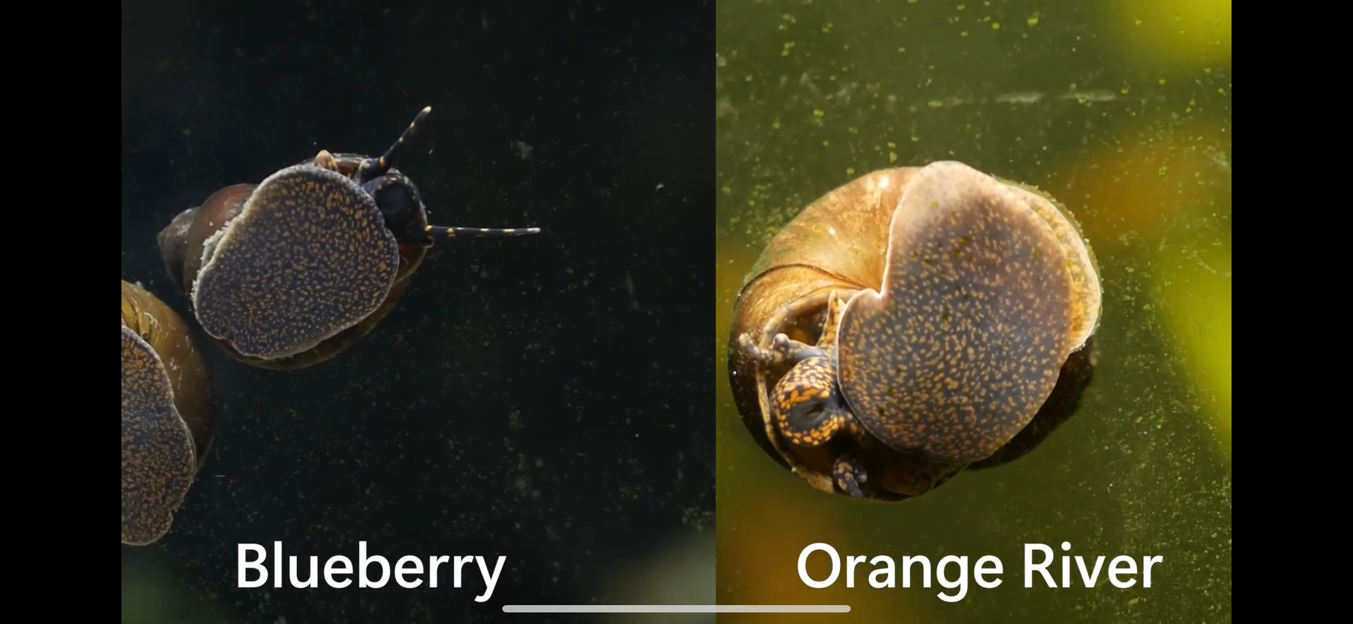 Blueberry Snail (Viviparus sp.) - MoonlightAquatics