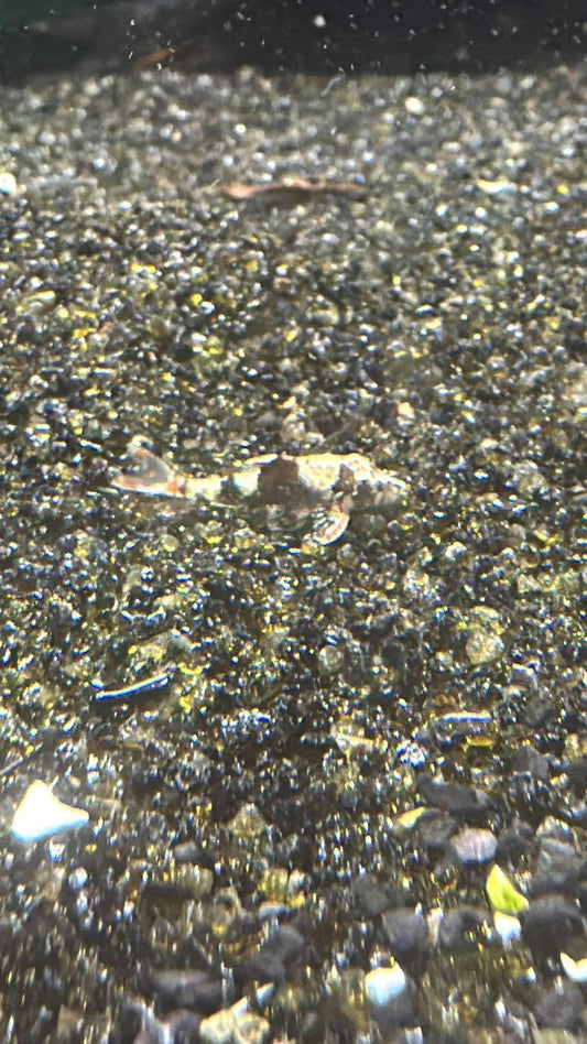Bumblebee Otocinclus - MoonlightAquatics