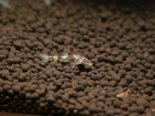 Bumblebee Otocinclus - MoonlightAquatics