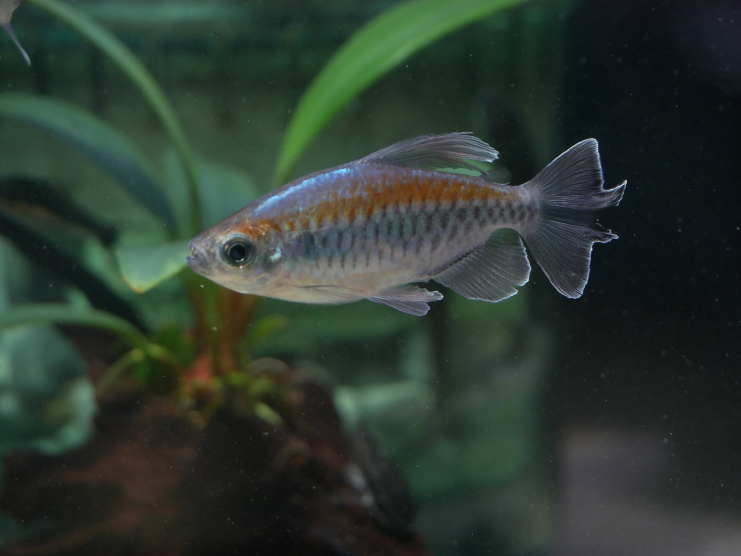 Congo Tetra - MoonlightAquatics