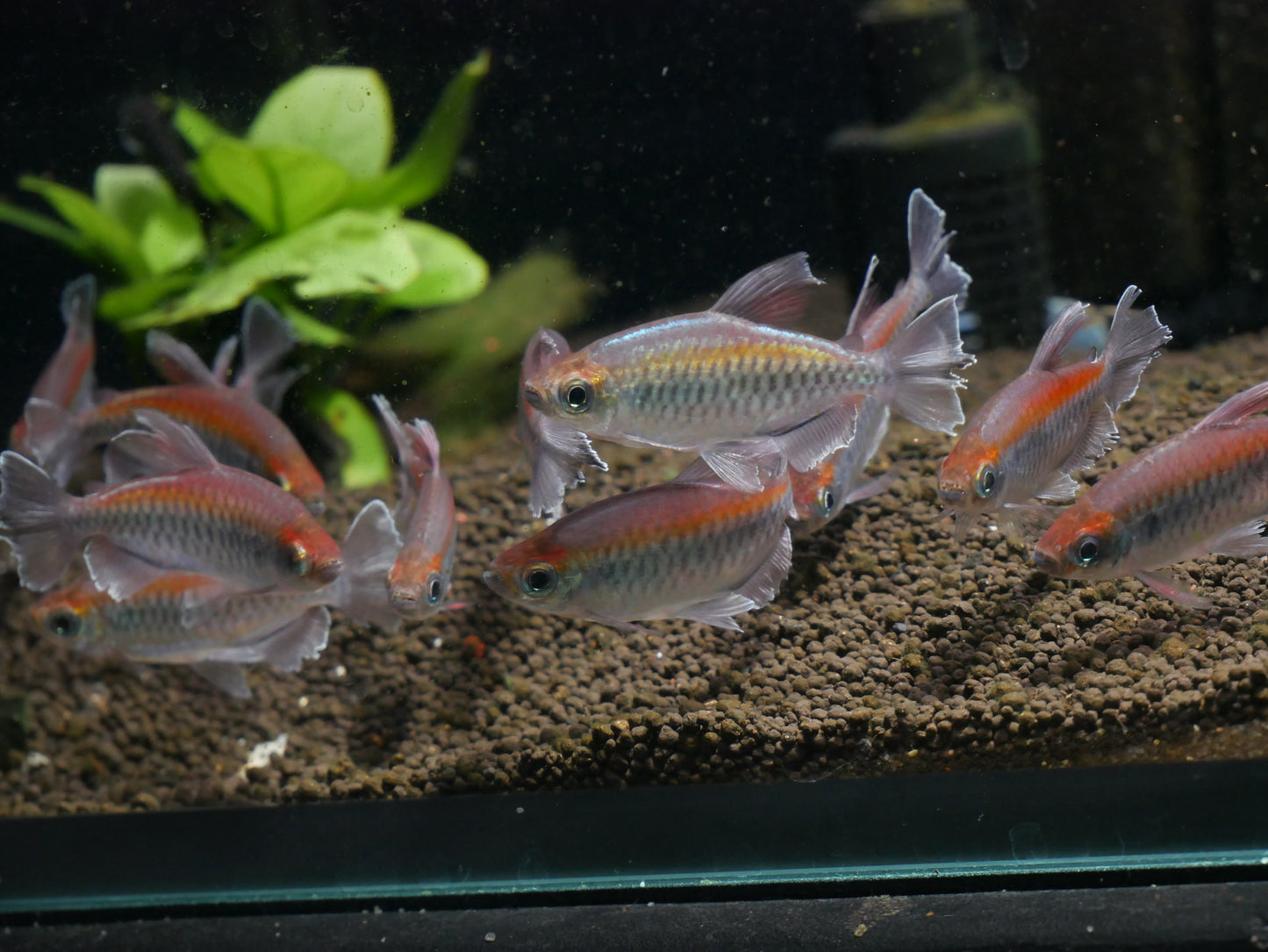 Congo Tetra - MoonlightAquatics