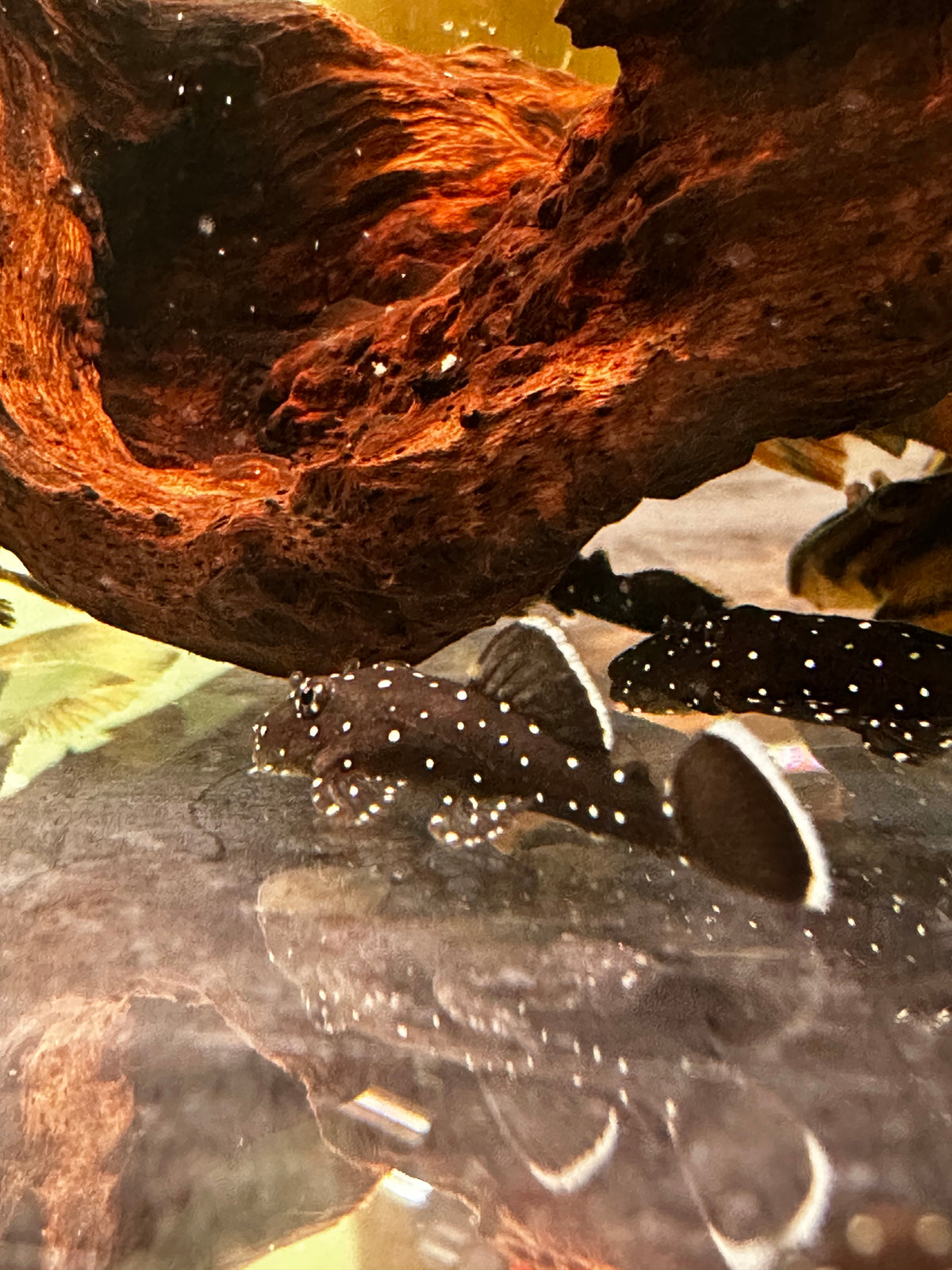L183 Starlight Pleco