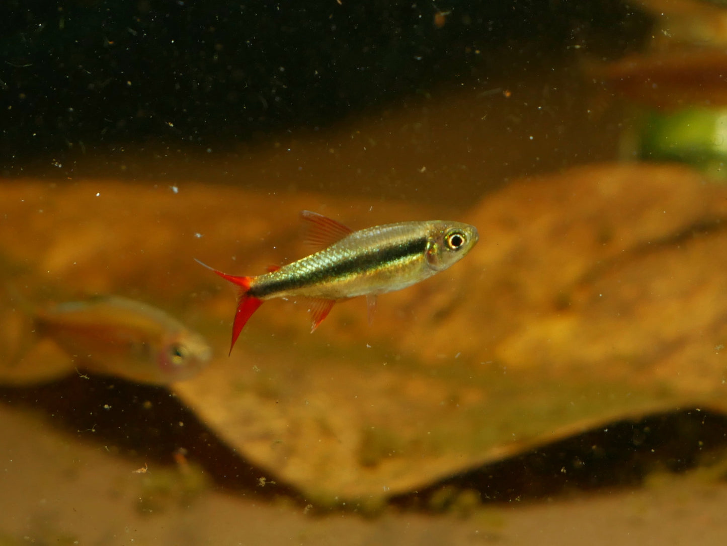 Red Tail Penguin Tetra (Thayeria sp)