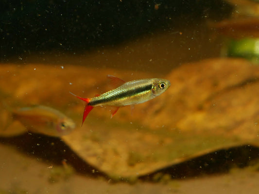 Red Tail Penguin Tetra (Thayeria sp)