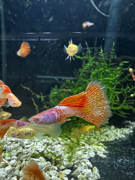 Albino Red Lace Guppy
