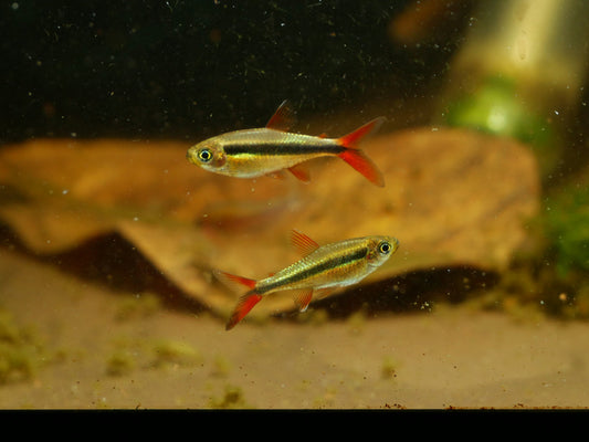 Red Tail Penguin Tetra (Thayeria sp)