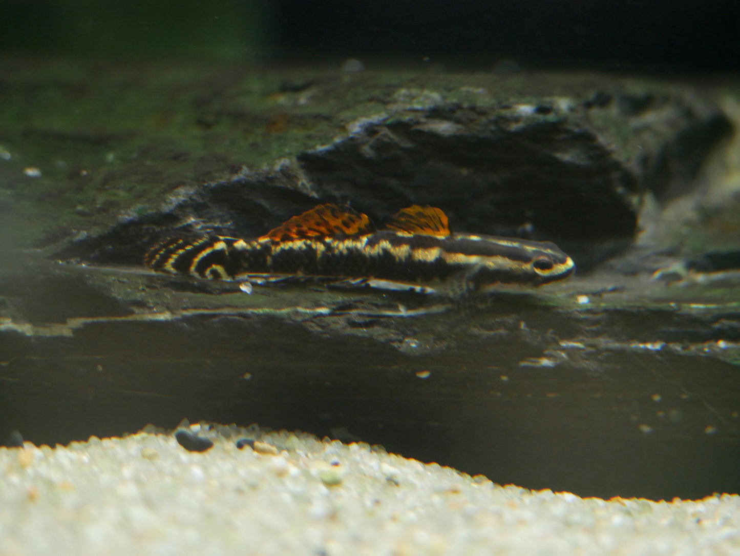 Stiphodon Aureofuscus Goby