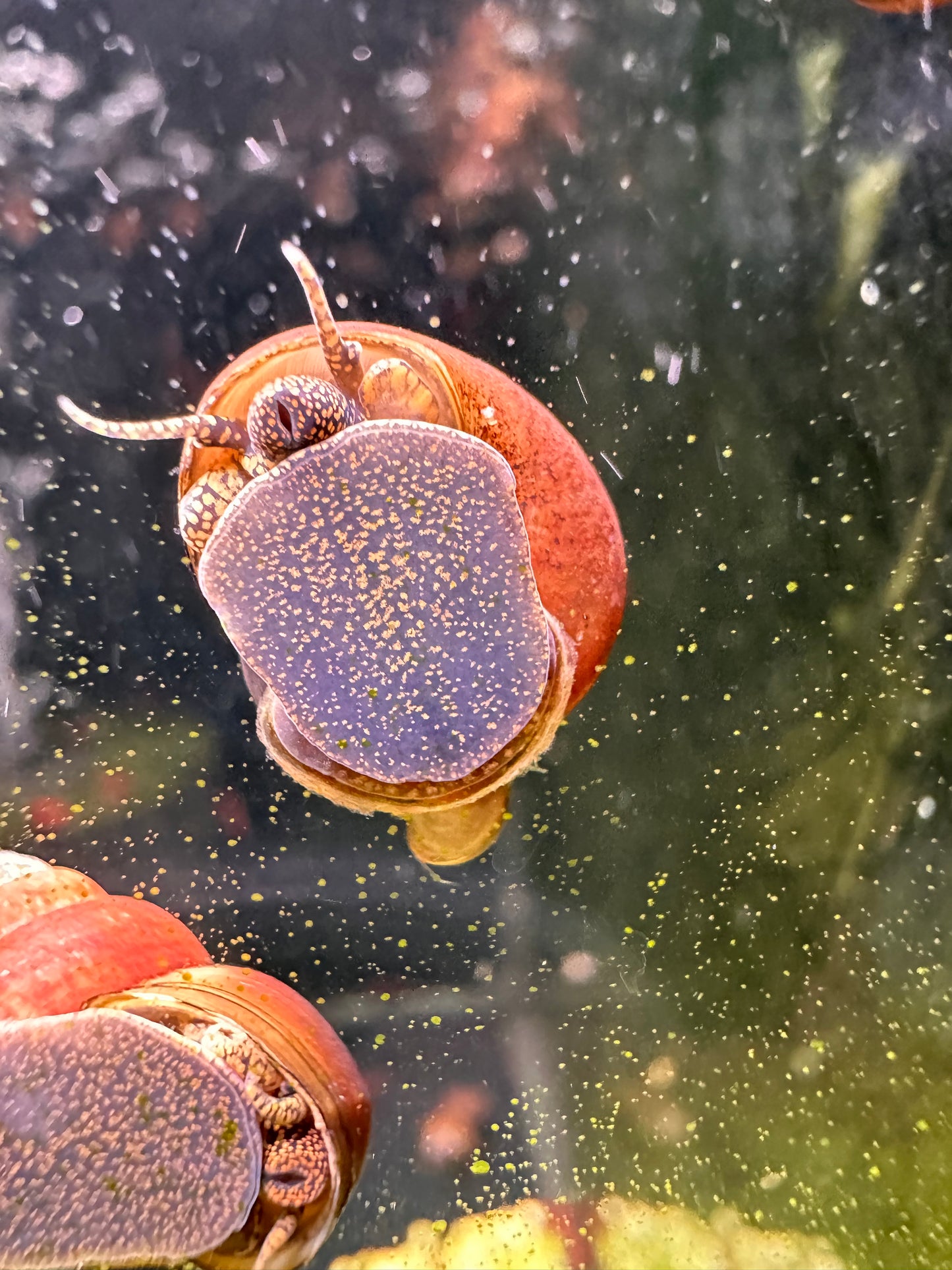 Orange River Snail (Viviparus sp)