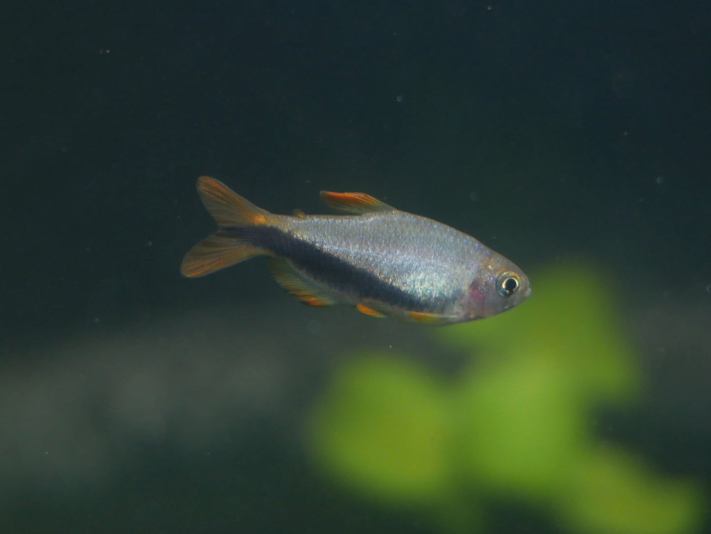 Black Arrow Kerri Tetra (Inpaichthys luizae)*RARE