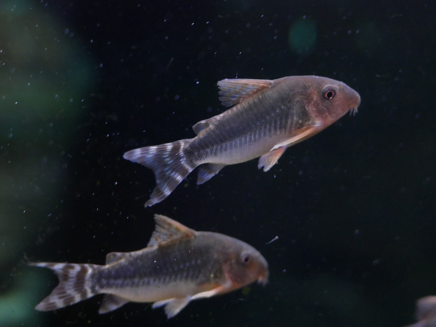 Corydoras Gossei