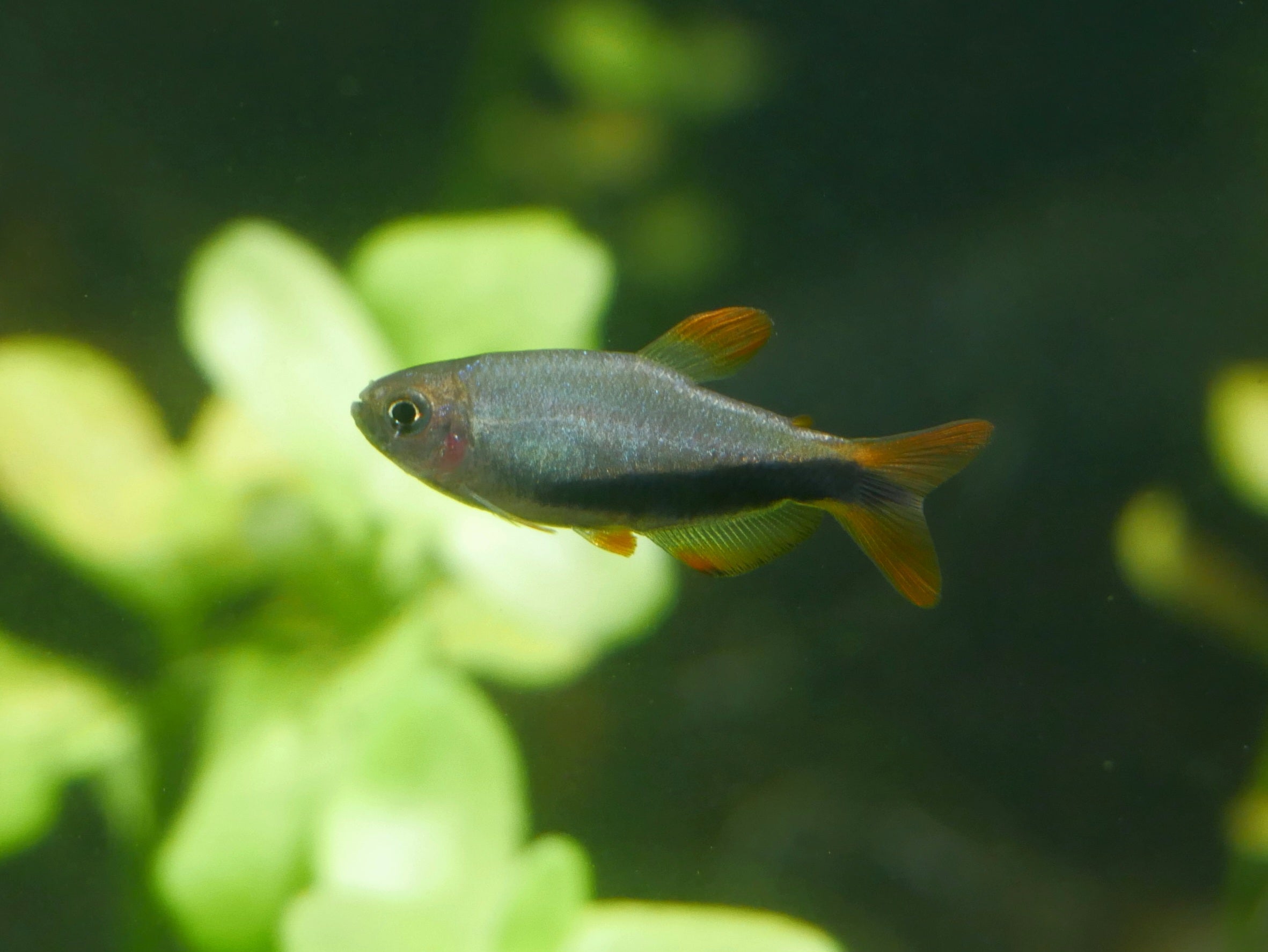 Black Arrow Kerri Tetra (Inpaichthys luizae)*RARE - Tank Raised / 1 .25"